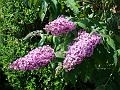 2009-0625_Buddleia-1445-25,5C